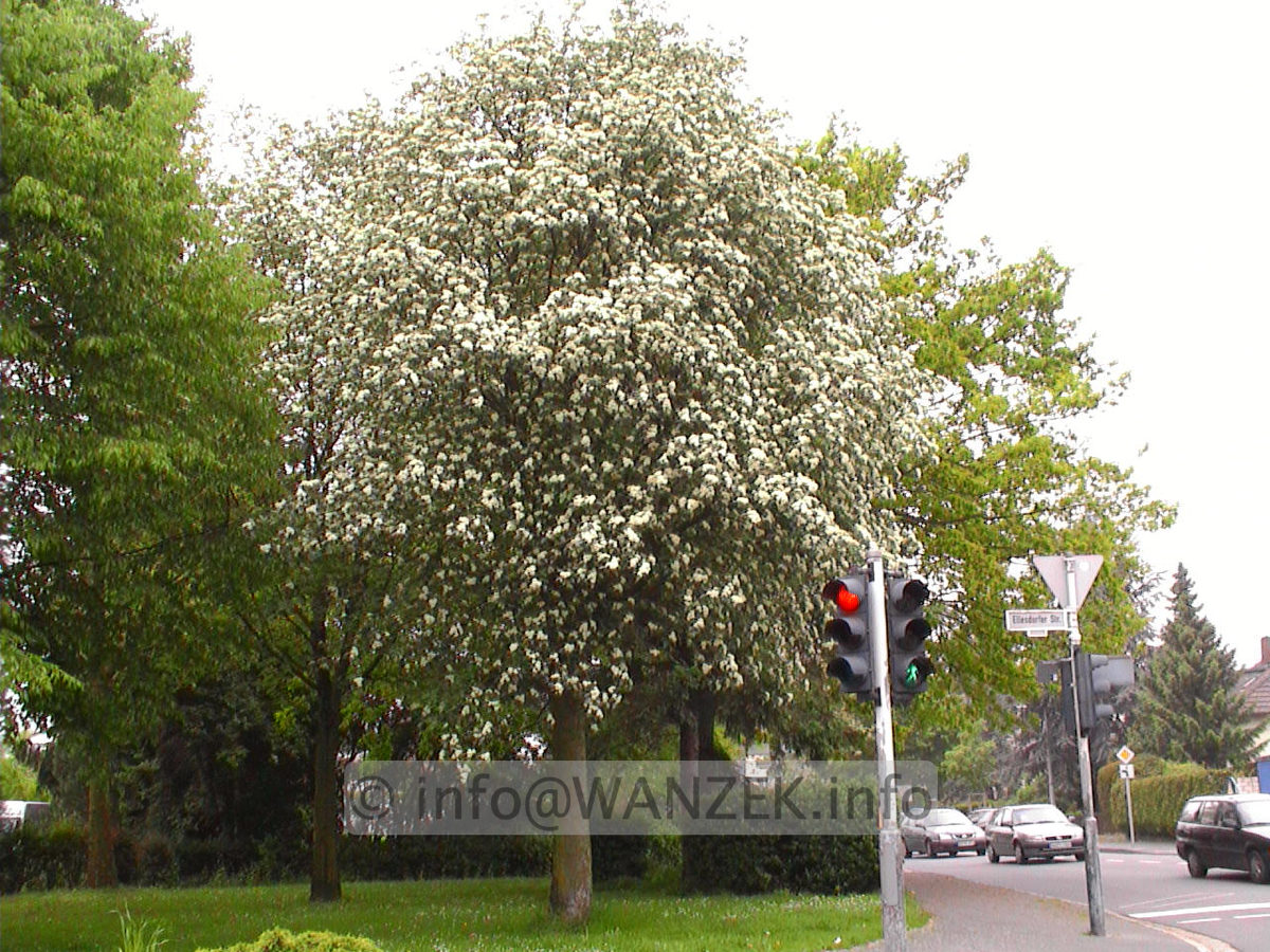 Crataegus Carrierei 02.jpg